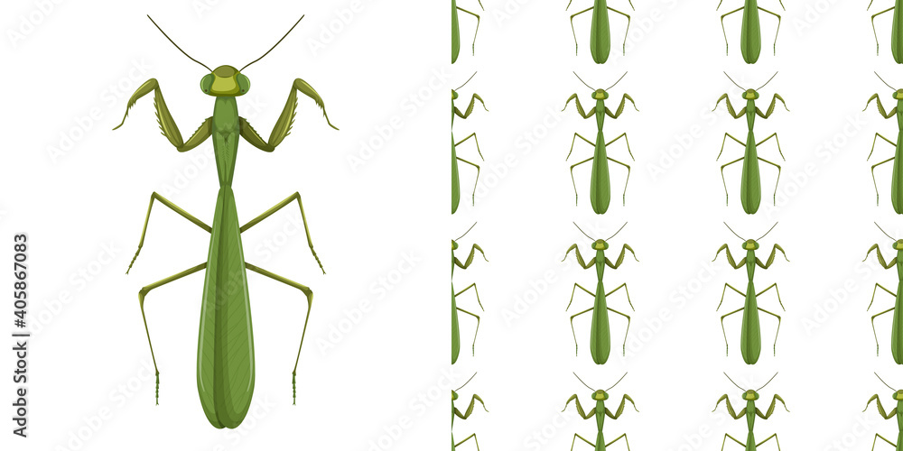 Canvas Prints mantis insect and seamless background