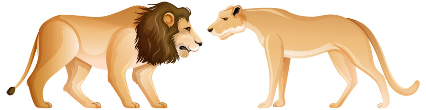 Lion and lioness in standing position on white background