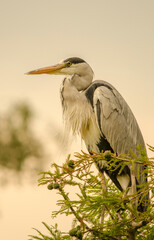 Garça real pousada num ramo