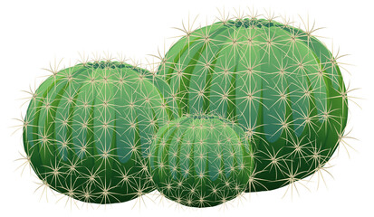 Barrel Cactus isolated on white background © blueringmedia