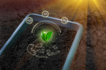 Plastic tray for planting vegetables and flowers with ground. Compost, enrichment soil. Young...