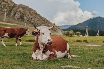 Fototapeta na wymiar Red spotted cow lies on pasture in the mountains