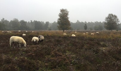 Fototapeta premium Woods near Amsterdam during lockdown due to covid 19 measurements 2020