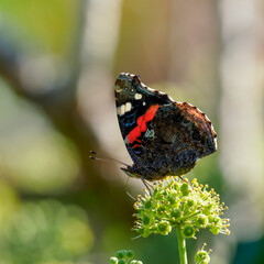 Red Admiral Butterfly