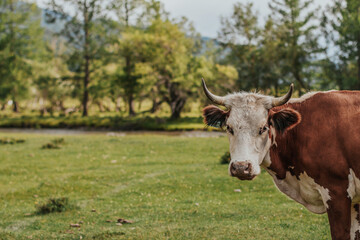Red spotted cow on pasture in the mountains copy space.