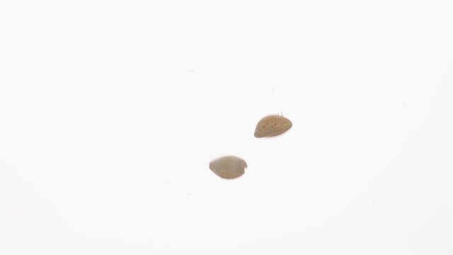 Sea shells fall in water in an aquarium on white background, objects into liquid.