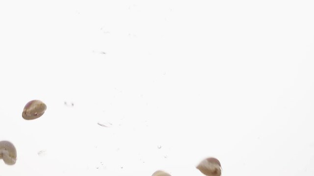 Sea shells fall in water in an aquarium on white background, objects into liquid.
