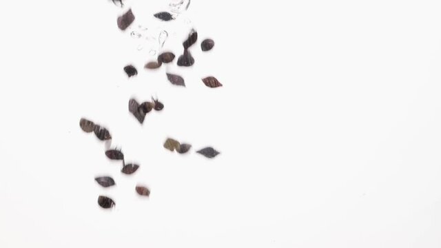 Sea shells fall in water in an aquarium on white background, objects into liquid.