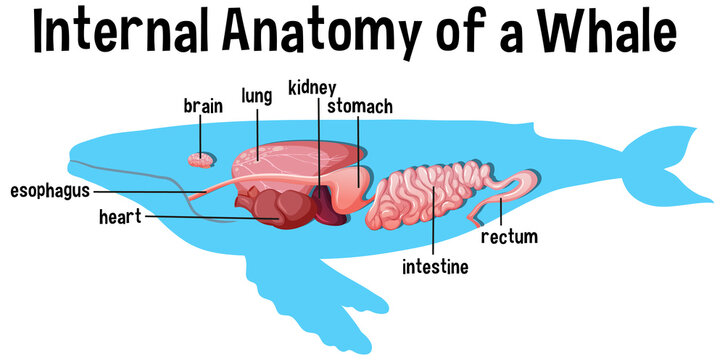 Internal Anatomy of a Whale with label