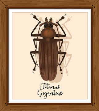 Titanus giganteus on wooden frame