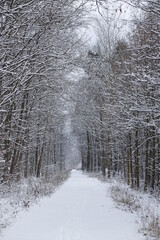 Droga leśna zimą ośnieżona © Seance_Photo_Sylwia