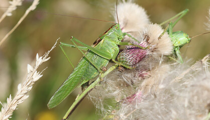Grünes Heupferd - Great green bush-cricket