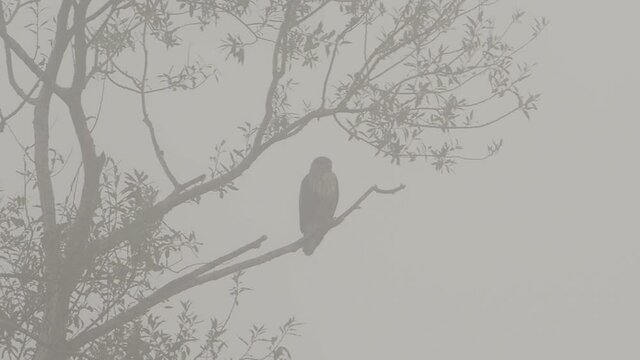 A bird of prey Common buzzard perched on a branch in a thick fog.