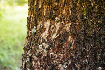 Fototapeta premium Close-Up of Brown Tree Bark Texture with Natural Patterns