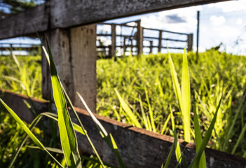 Fototapeta premium Wooden Fence in Rural Landscape with Bright Sunlight and Green Pasture