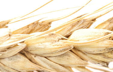 Macro shot of a dry spikelet of wheat on a white background.