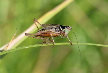 Roesels Beißschrecke - Roesels bush cricket