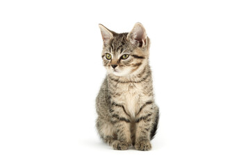 Fototapeta na wymiar Little tabby (European Shorthair) kitten isolated on white background.