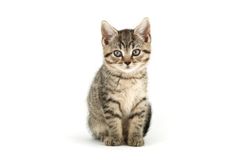 Fototapeta na wymiar Little tabby (European Shorthair) kitten isolated on white background.