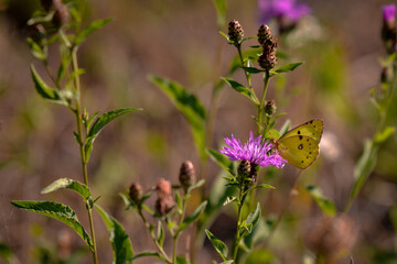 an yellow butterfly sitting on purple flower on sunny day during summer