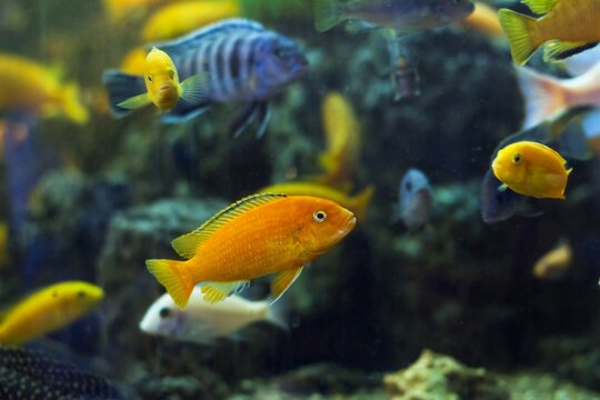 aggressive mbuna cichlids from African Rift lake Malawi, different age and color mix in community aquarium, beauty of nature, low light style aquadesign