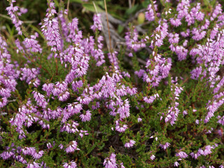 Calluna vulgaris allegro ou bruyère sauvage aux fleurs roses pâle à rose foncé