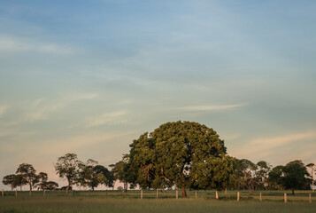 Tree in Pasture with Warm Sunlight in Rural Minas Gerais, Brazil