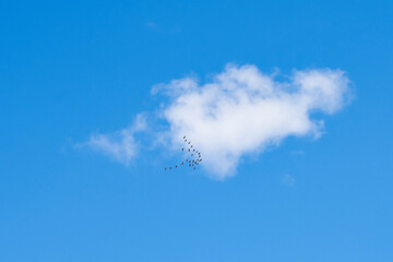 airplane flying in the sky