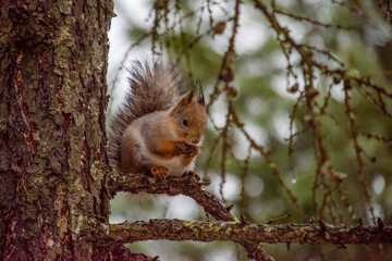 squirrel in the tree