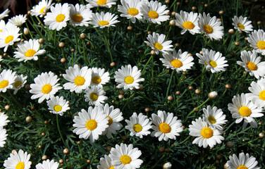 Fototapeta premium field of daisies