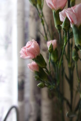 carnation pink in vase