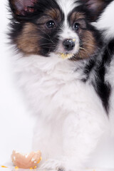 Papillon dog puppy on a white background The dog is eating the egg 
