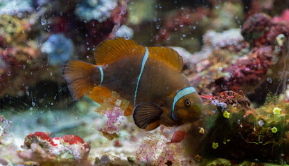 Colorful reef fish. Ocellaris clownfish, Amphiprion ocellaris, also known as the false percula clownfish or common clownfish