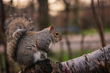 Squirrel sitting on a branch in Queen Mary's Rose Gardens in London