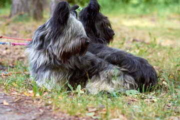 Two sky Terrier dogs walk in the Park in the summer