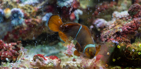 Colorful reef fish. Ocellaris clownfish, Amphiprion ocellaris, also known as the false percula clownfish or common clownfish