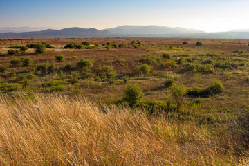 Shrubland vegetation in Mediterranean © Marija Buljeta/Wirestock