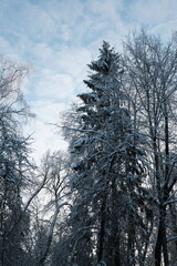Beautiful nature of the North, natural landscape with large trees in frosty winter