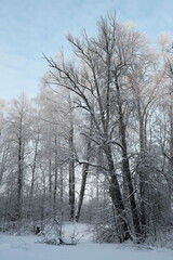 Beautiful nature of the North, natural landscape with large trees in frosty winter