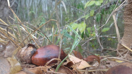squirrel in the grass