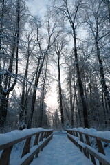 Beautiful nature of the North, natural landscape with large trees in frosty winter