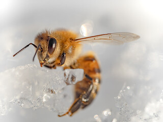 Biene eingefroren in Eis und Schnee