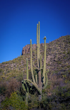 Nice Saguaro © keven