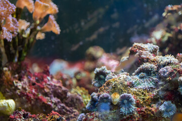 Coral Reef and Tropical Fish in Sunlight. Singapore aquarium