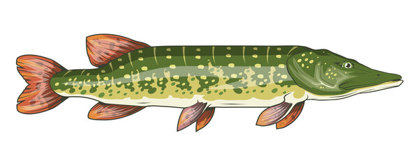 Pike Image. Northern pike. Fish monster. Sketch for mascot, logo or symbol. Pike fishing. Sport fishing club. Vector graphics to design