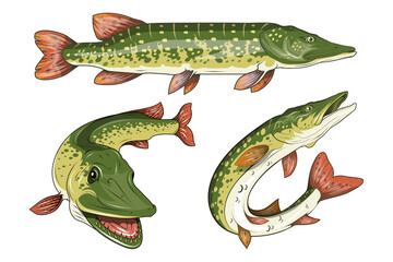 Pike Image. Northern pike. Fish monster. Sketch for mascot, logo or symbol. Pike fishing. Sport fishing club. Vector graphics to design - obrazy, fototapety, plakaty