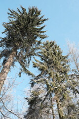 Beautiful nature of the North, natural landscape with large trees in frosty winter
