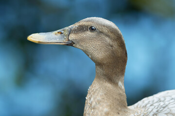 Close up of a mallard duck