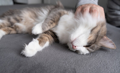 A man's hand strokes a gray cat on the bed. Love to the animals