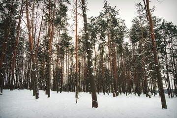 winter forest in the morning snow covered pine forest